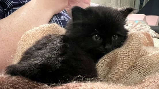 A small, black, slightly frightened-looking kitten. 