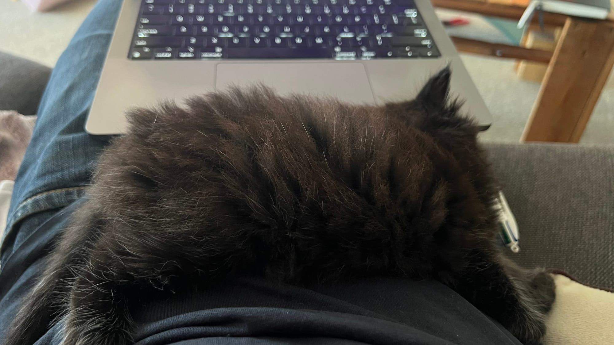 A tiny black fluffy kitten on a lap with a laptop behind it. 