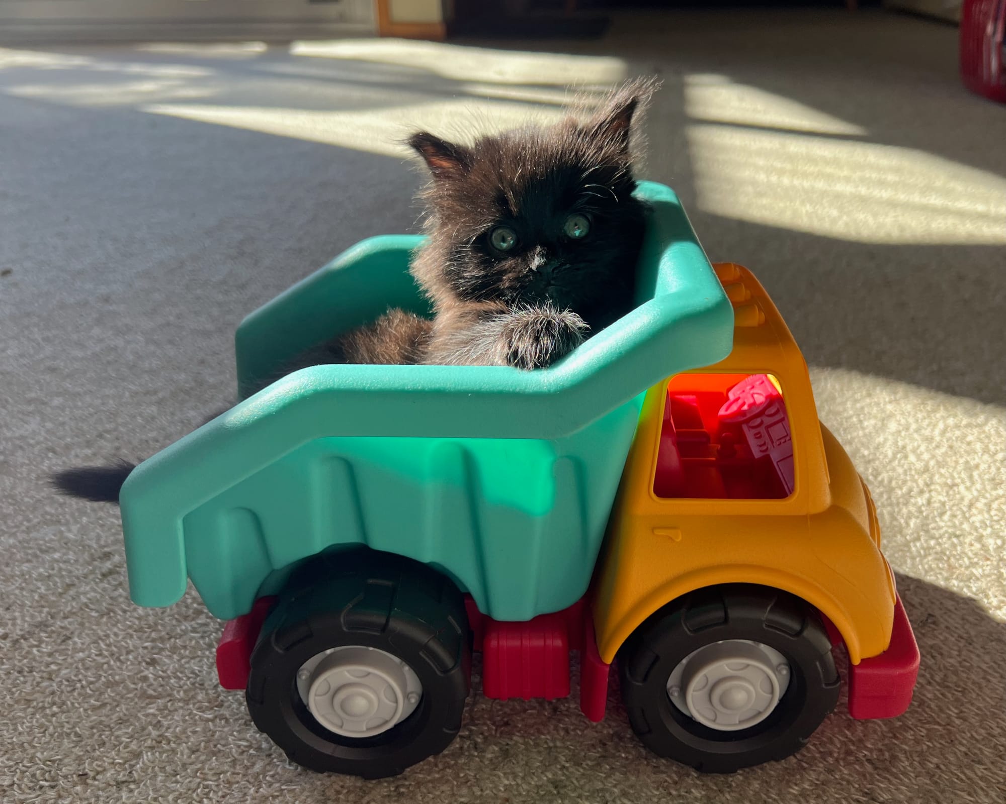 Pango the black rescue kitten playing in a green, red, and orange toy dump truck