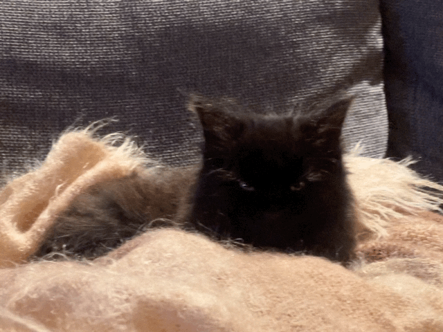 It's a gif of my tiny fluffy black kitten doing his best to look fierce while also trying not to fall asleep