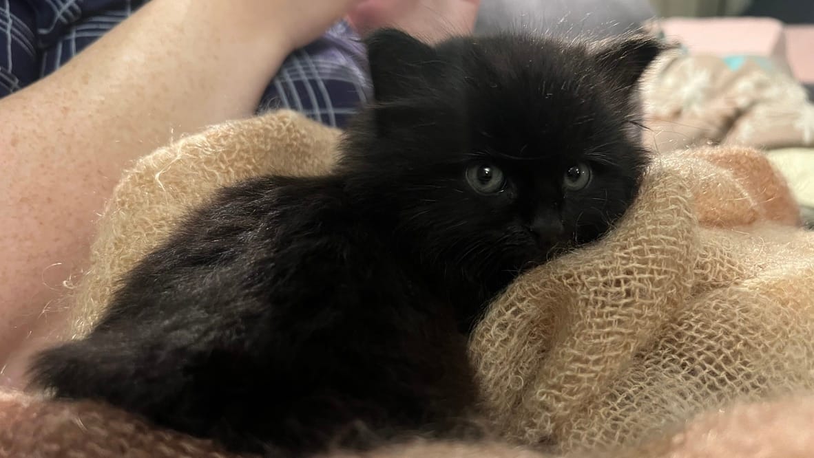 A picture of a very very cute entirely black kitten