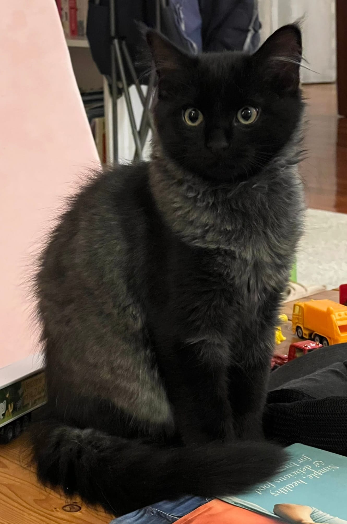 A picture of a very very handsome black and silver cat