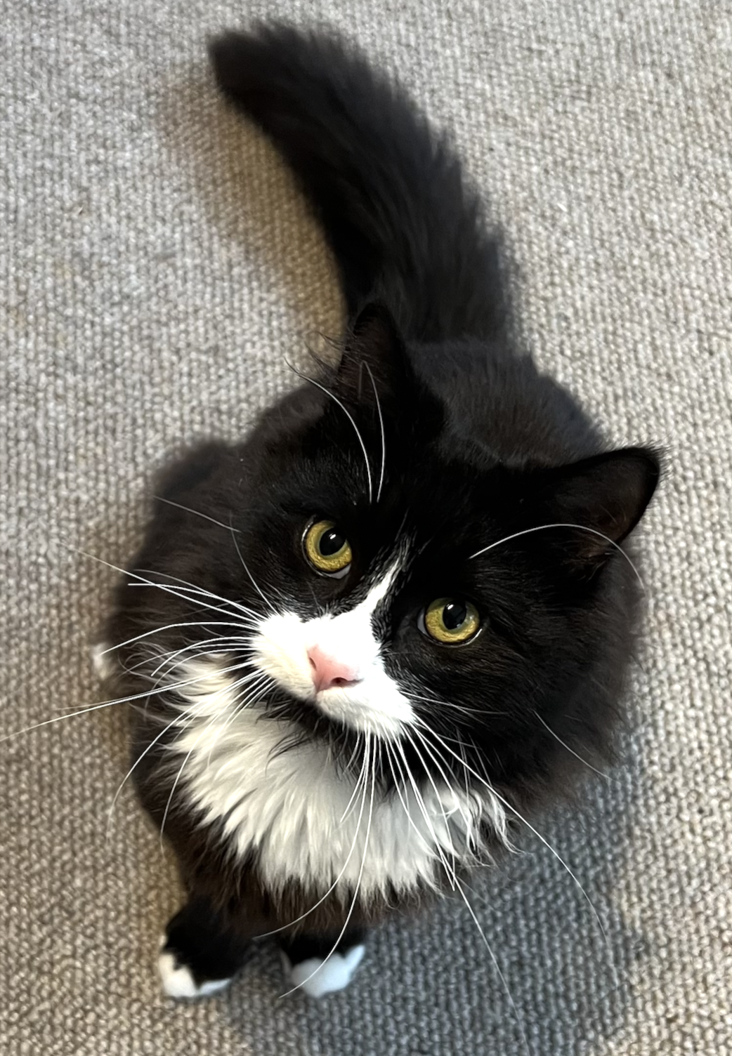 A picture of a handsome black and white cat with yellow eyes.